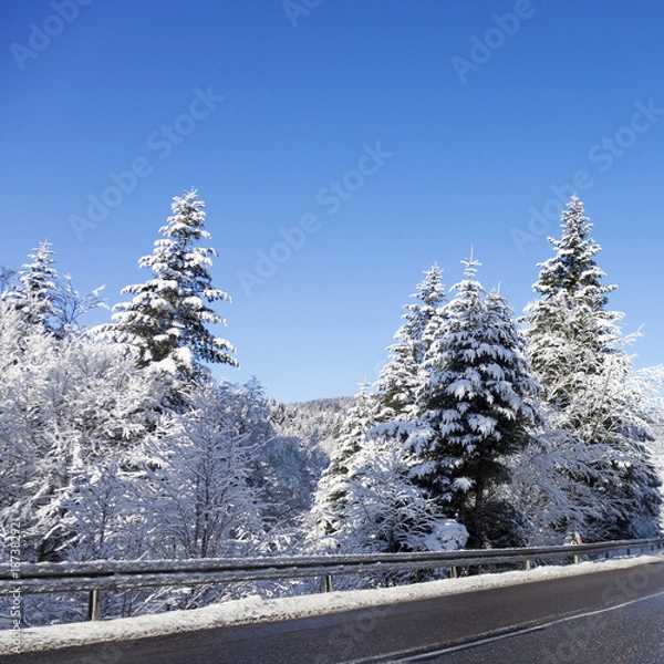 Fototapeta Snow-covered pines by the road