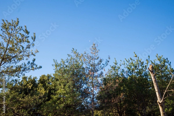 Obraz 日本の兵庫県赤穂市の雄鷹台山の美しい景色