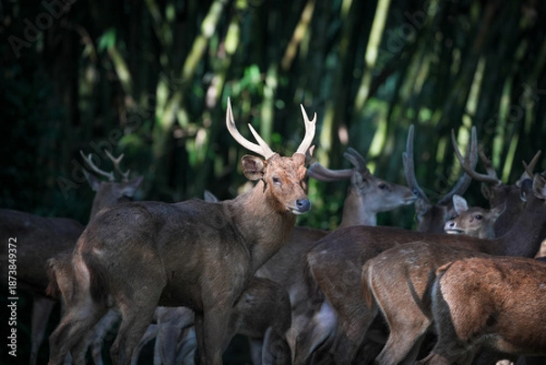 Fototapeta red deer stag