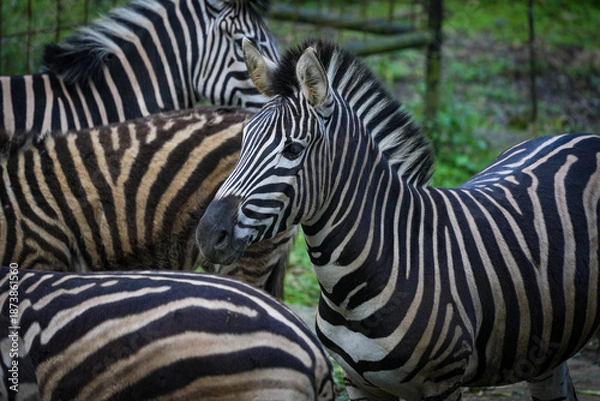 Fototapeta zebra close up
