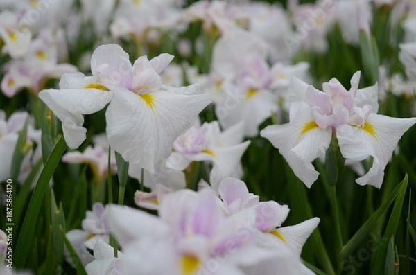 Obraz 【奈良】県営馬見丘陵に咲く花菖蒲