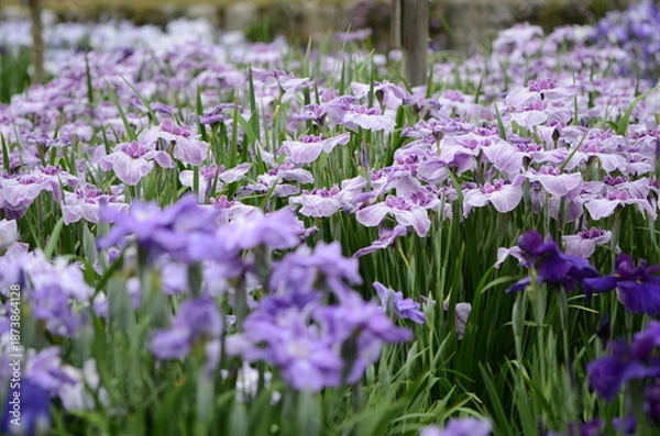 Obraz 【奈良】県営馬見丘陵に咲く花菖蒲