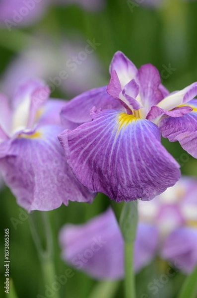 Obraz 【奈良】県営馬見丘陵に咲く花菖蒲