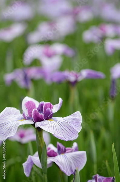 Obraz 【奈良】県営馬見丘陵に咲く花菖蒲