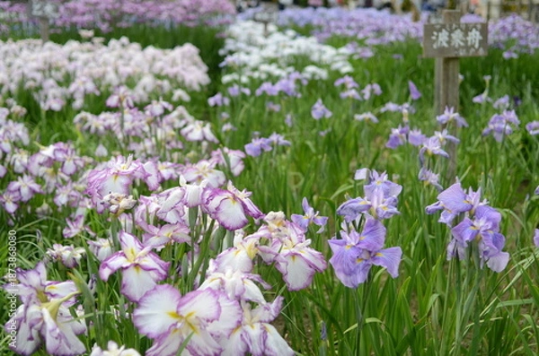 Obraz 【奈良】県営馬見丘陵に咲く花菖蒲