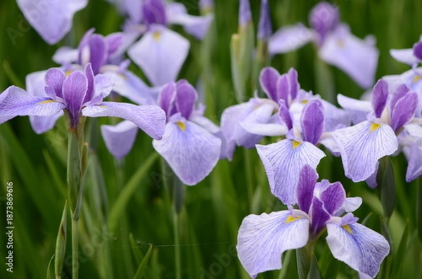 Obraz 【奈良】県営馬見丘陵に咲く花菖蒲