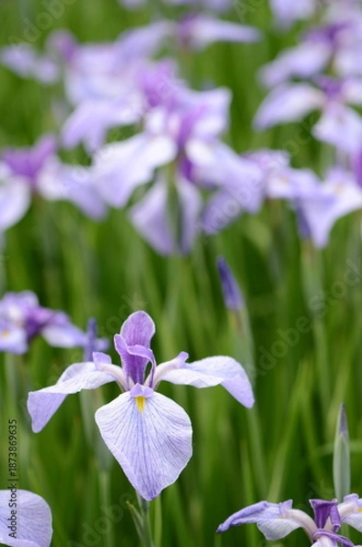 Obraz 【奈良】県営馬見丘陵に咲く花菖蒲