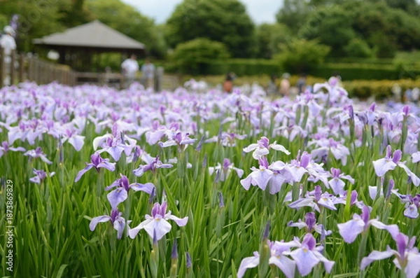 Obraz 【奈良】県営馬見丘陵に咲く花菖蒲