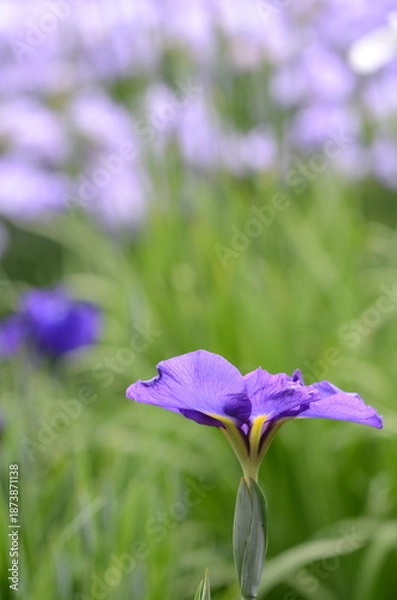 Obraz 【奈良】県営馬見丘陵に咲く花菖蒲