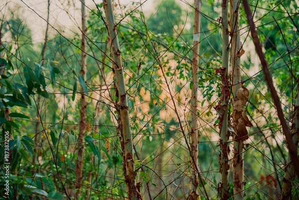 Obraz Eucalyptus leaves. branch eucalyptus tree nature background