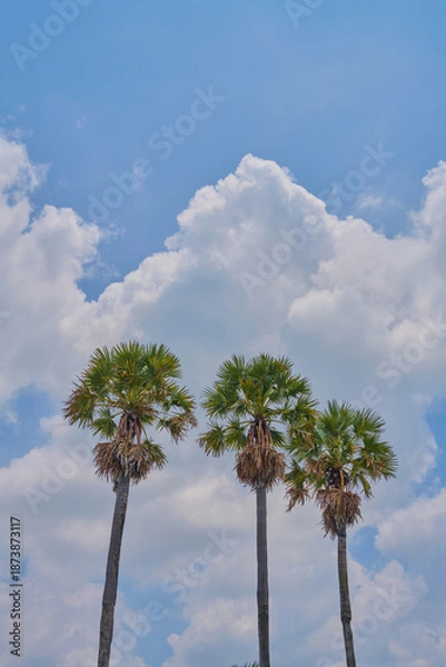 Obraz three palm trees under clear blue sky