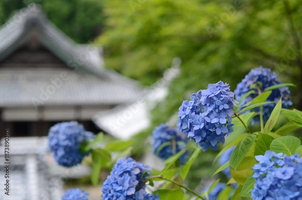 Obraz 【京都】柳谷観音の境内に咲く紫陽花
