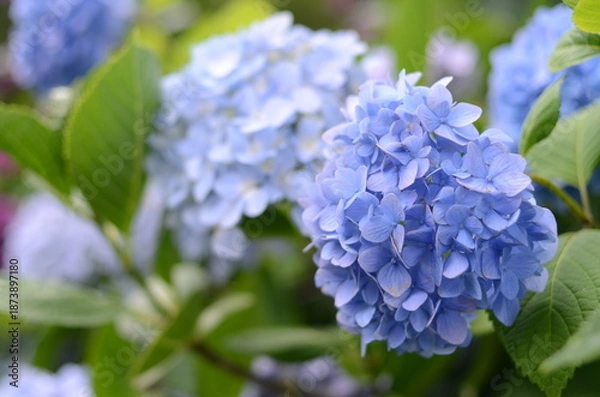 Obraz 【京都】柳谷観音の境内に咲く紫陽花