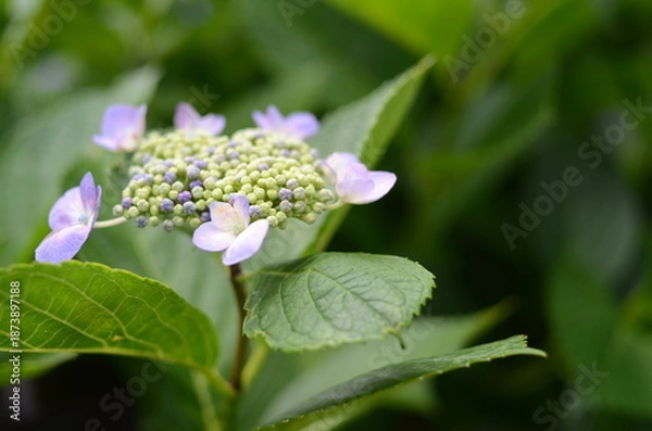 Obraz 【京都】柳谷観音の境内に咲く紫陽花