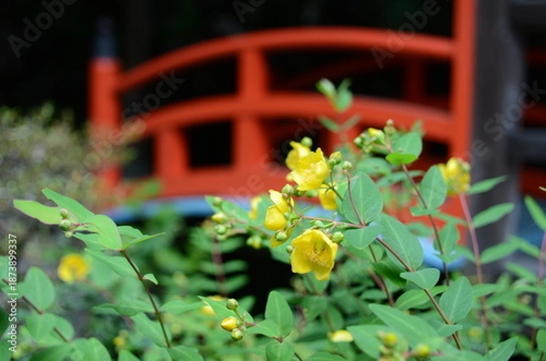 Obraz 【京都】柳谷観音の境内に咲くヤマブキ