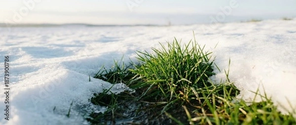 Obraz Green Grass Growing Through Winter Snow