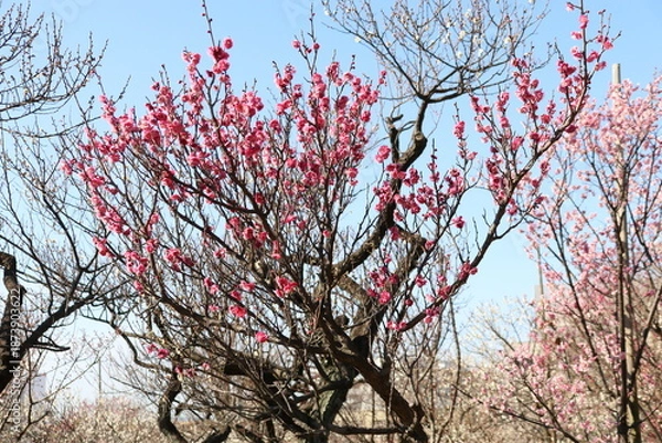 Obraz 梅（世田谷 羽根木公園にて）。緋の司。