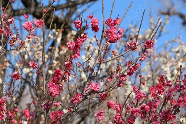 Obraz 梅（世田谷 羽根木公園にて）。紅い飛梅。菅原道真が太宰府へ左遷される際、道真を慕って京都の邸宅から大宰府まで一夜のうちに飛んで来たという伝説の梅。大宰府天満宮より羽根木公園に寄贈された。