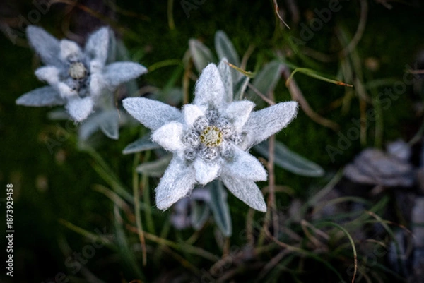 Obraz The proud Edelweiss