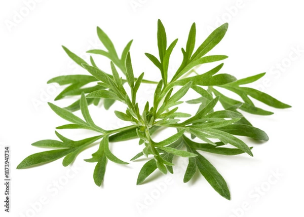Obraz Artemisia absinthium  branch