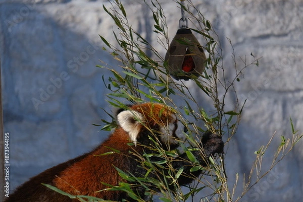Obraz red crowned crane