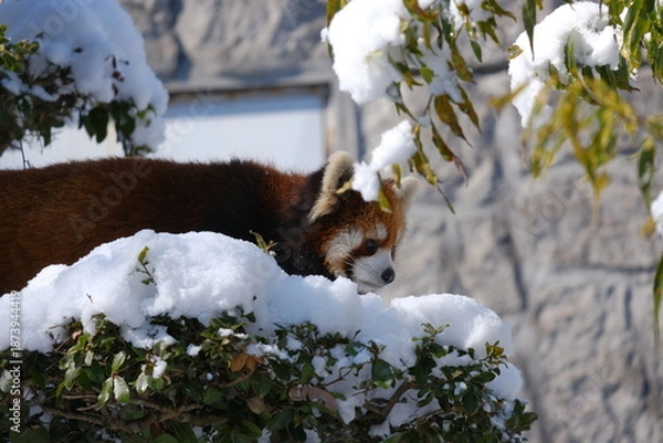 Obraz レッサーパンダ