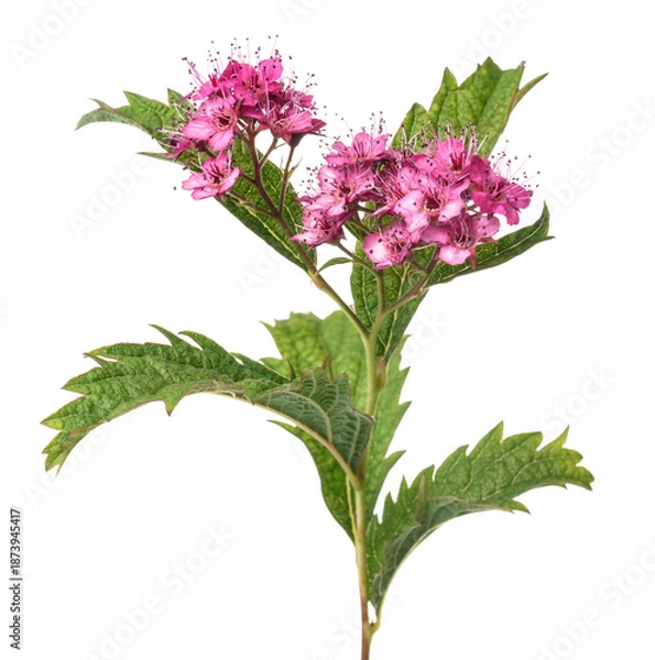 Obraz  Spiraea flowers