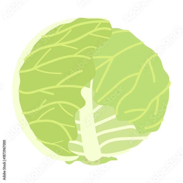 Obraz 春キャベツのイラスト