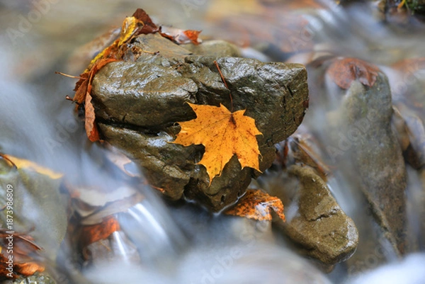 Obraz fallen autumn leaf on wet stone