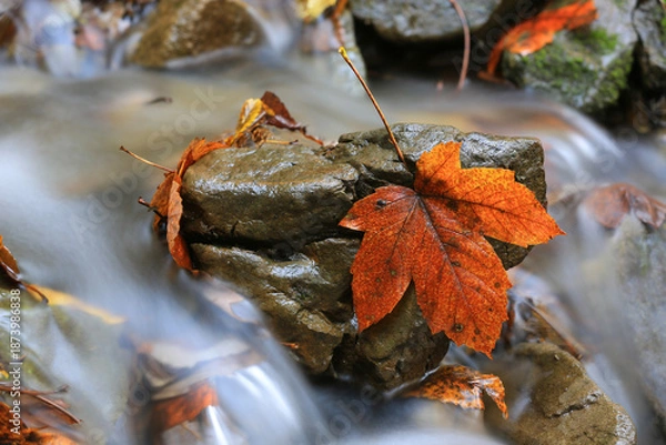 Obraz Maple leaf in mountain brook