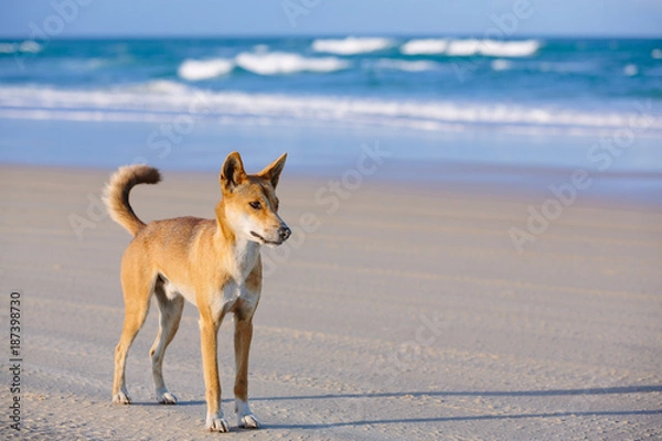 Obraz Dingo na plaży w Great Sandy National Park, Fraser Island Waddy Point, QLD, Australia