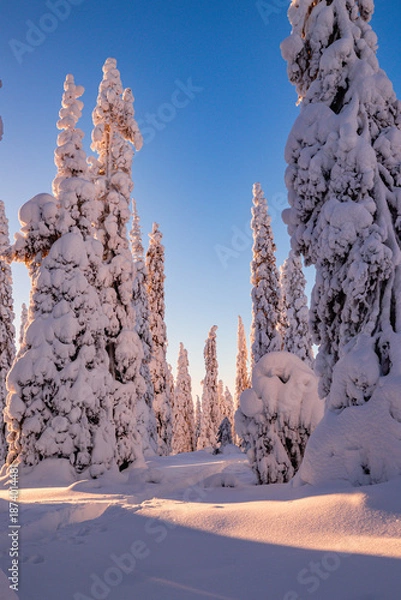 Obraz winter landscape with trees