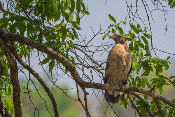Obraz Cerpent crested eagle (Spilornis cheela)