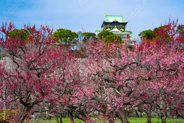 Fototapeta 快晴の大阪城の梅林（2025年）5