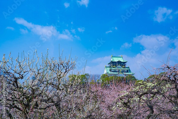 Fototapeta 快晴の大阪城の梅林（2024年）3