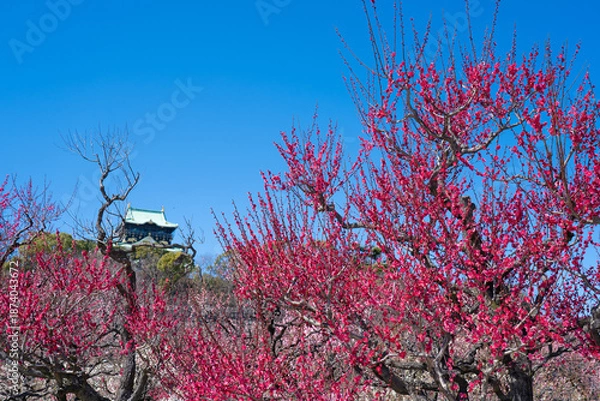 Fototapeta 快晴の大阪城の梅林（2023年）