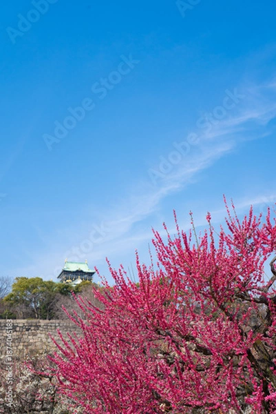 Fototapeta 快晴の大阪城の梅林（2023年）