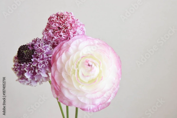 Obraz ラナンキュラスとスカビオサ