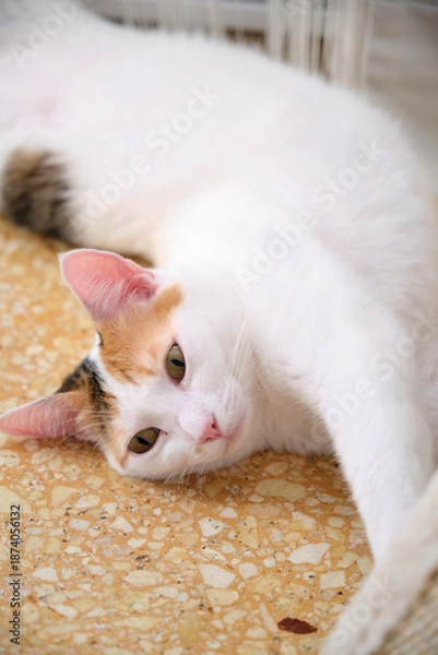 Obraz a white kitten with spots is lying