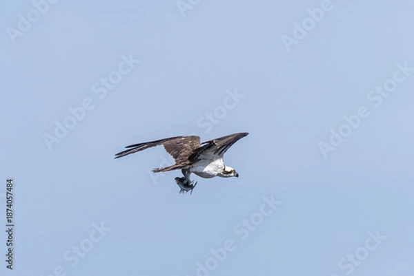 Obraz Osprey with a fish