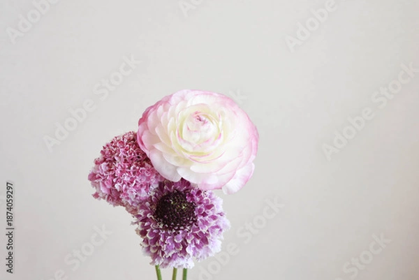 Obraz ラナンキュラスとスカビオサ