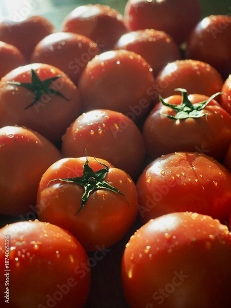 Obraz 신선한 유기농 채소 빨간 토마토