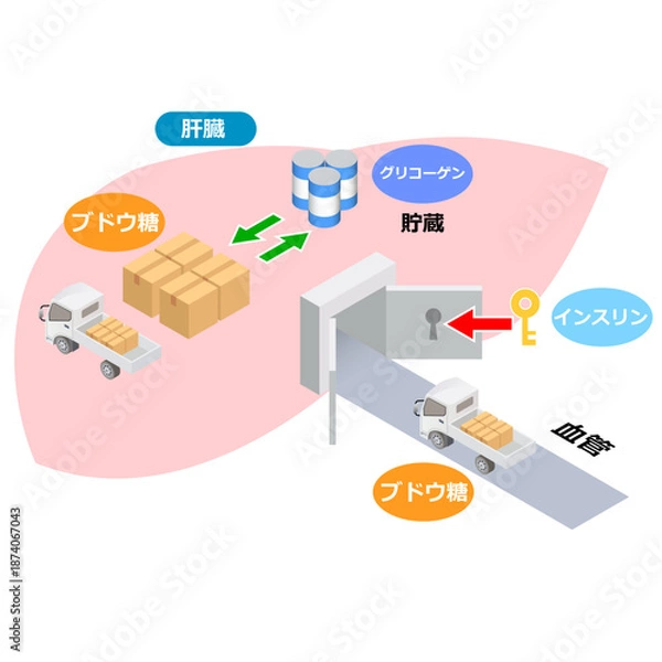 Obraz 肝臓とブドウ糖の役割