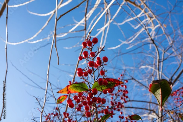 Obraz 南天の赤い実と艶やかな葉、冬の自然素材