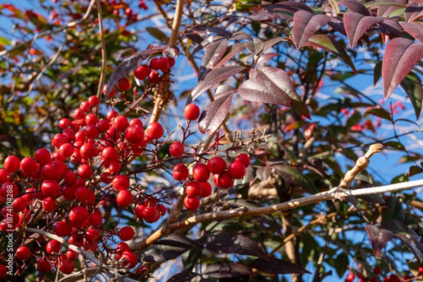 Obraz 青空に映える南天（ナンテン）の赤い実