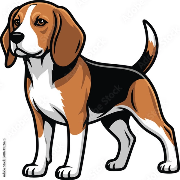 Obraz Beagle Dog Standing
