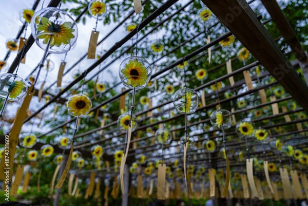 Obraz 正寿院の美しい風鈴