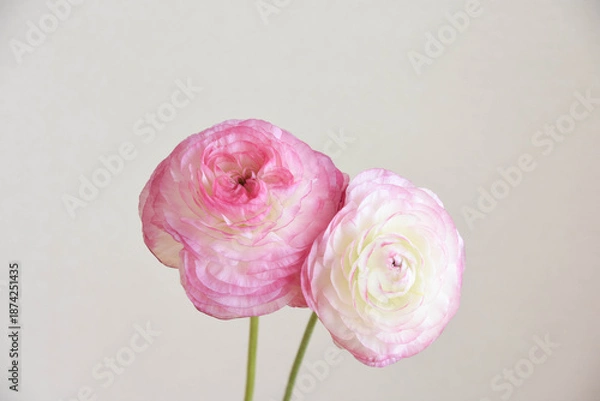 Obraz ピンクのラナンキュラス