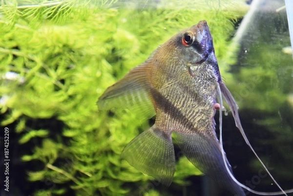 Obraz fish in aquarium