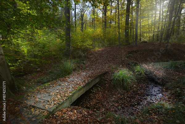 Obraz Holzsteg im Wald